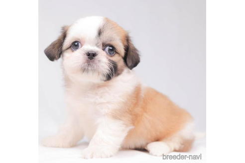 成約済の東京都のミックス犬-206173の1枚目